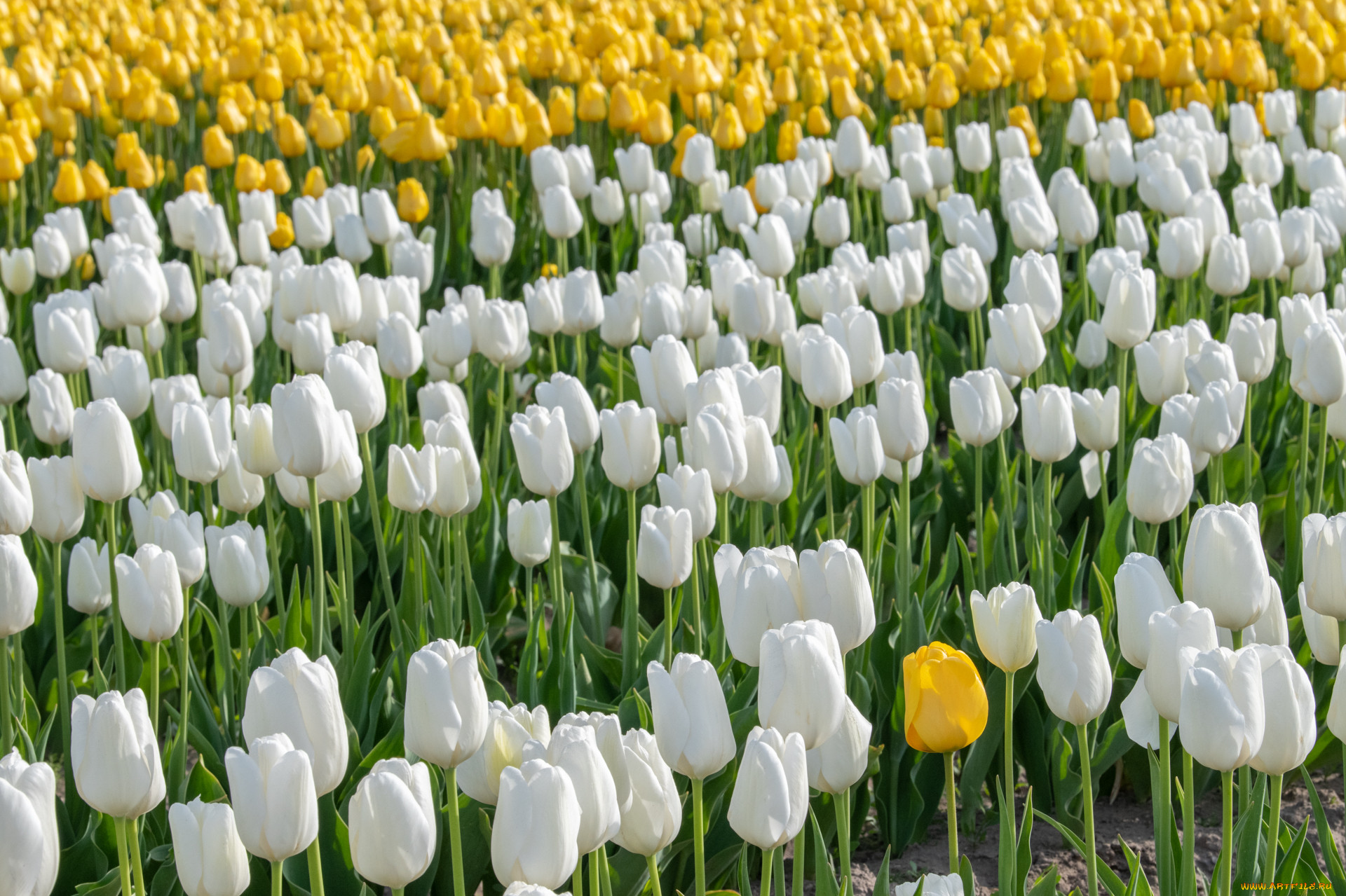 �����, ��������